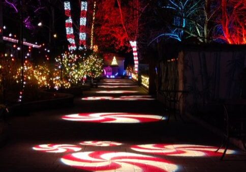 Elmwood zoo lights Elmwood zoo lights